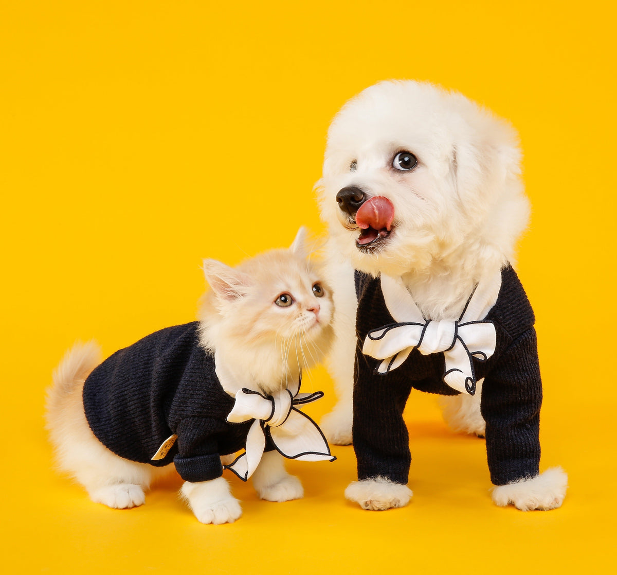 ¿Vas a salir de casa? Cómo mantener a tu mascota segura, feliz y entretenida