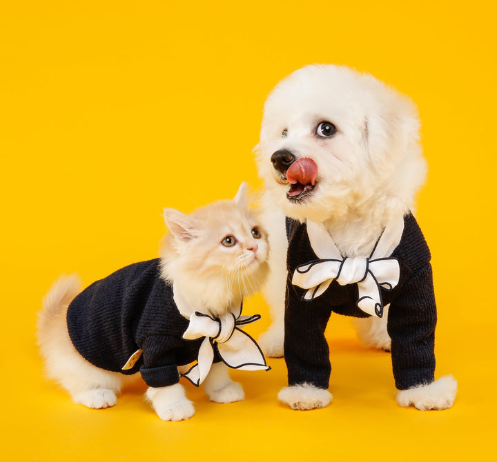 ¿Vas a salir de casa? Cómo mantener a tu mascota segura, feliz y entretenida