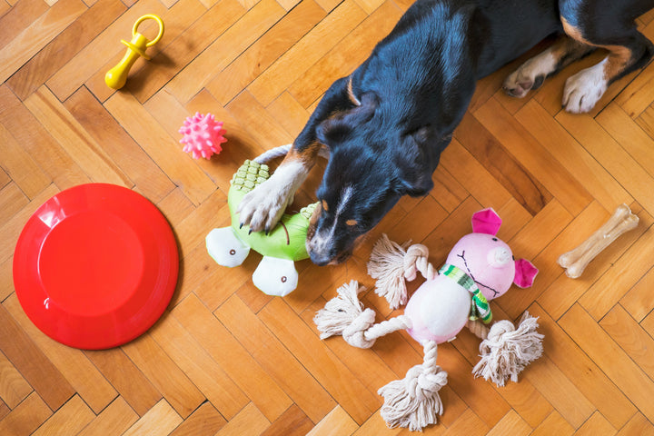 Pet-friendly" pero con estilo: Cómo crear el espacio perfecto para tu mascota en casa
