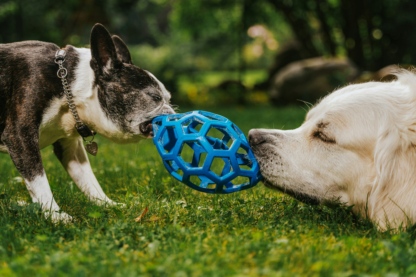 ¿Te vas y se rompe tu corazón? Cómo los juguetes interactivos para perros salvan a tu peludo de la ansiedad