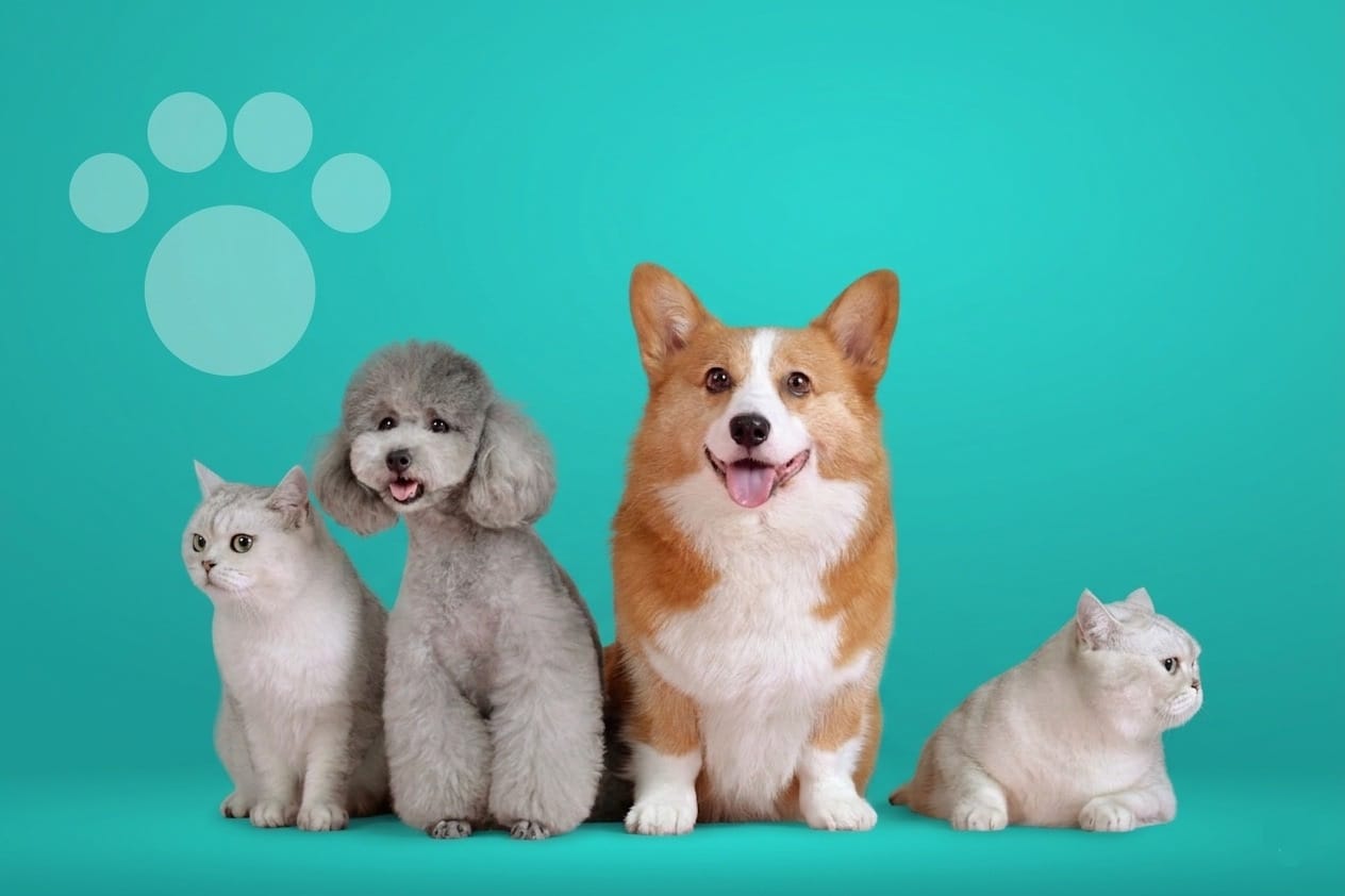 FurLife banner