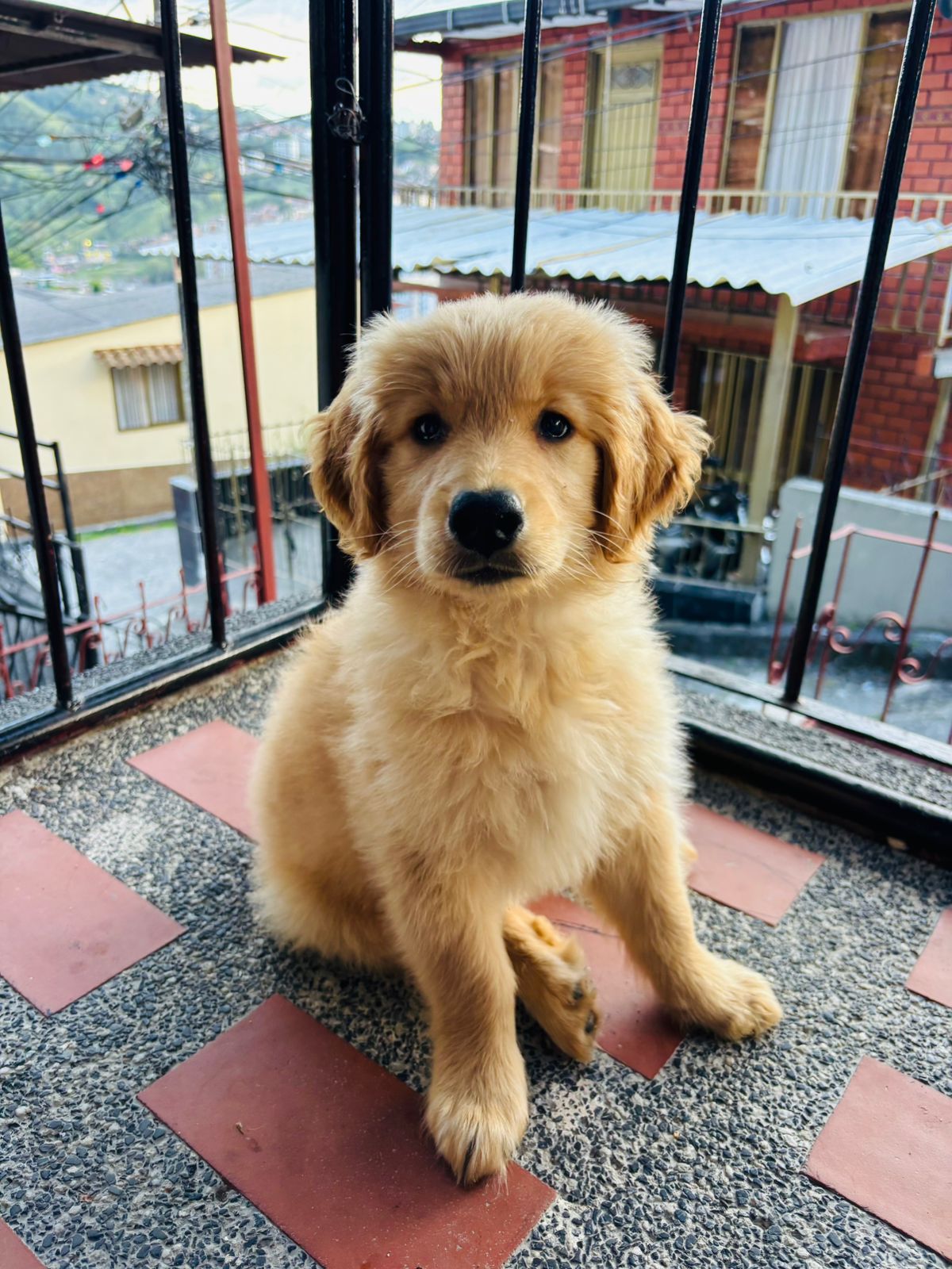 Oliver, cachorro golden retriever de FurLife Store